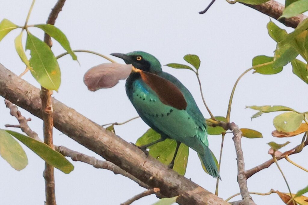 Lesser Blue-eared Starling