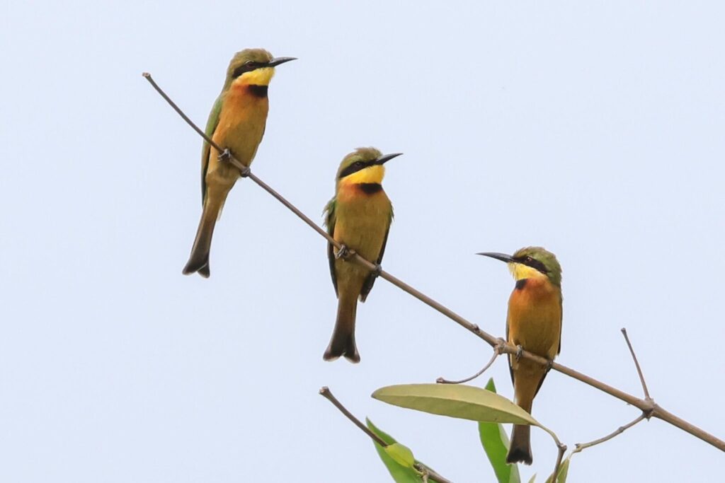 Little Bee-eaters