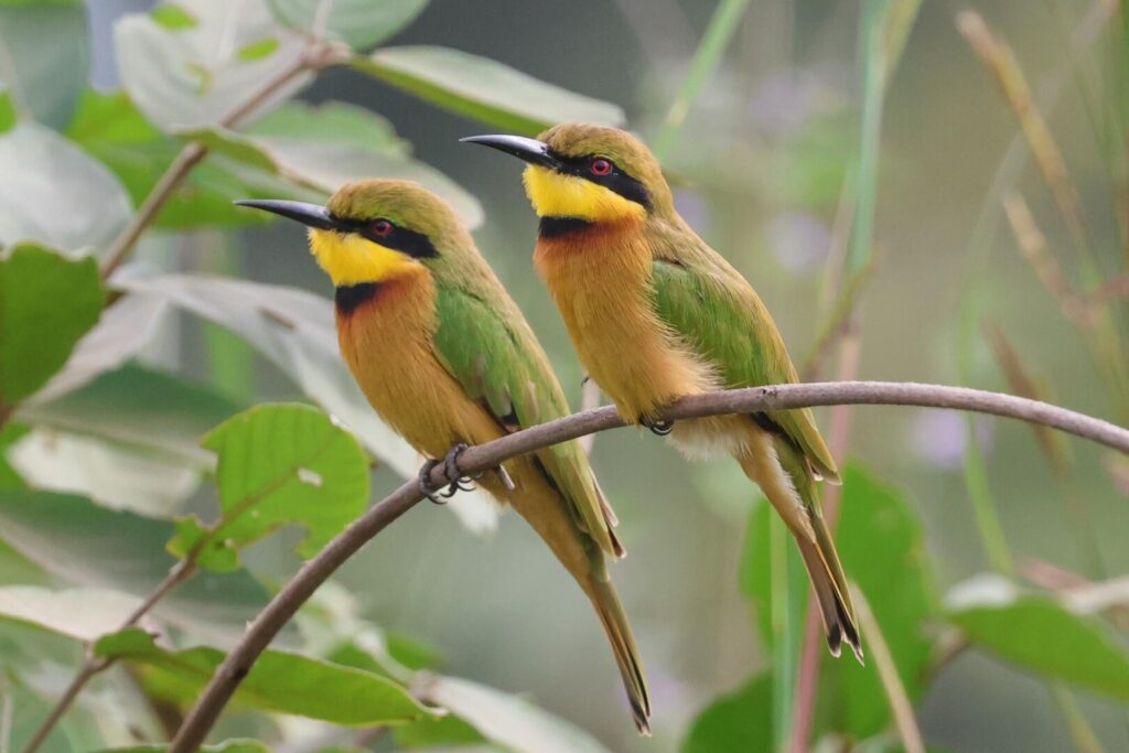 Little Bee-eaters