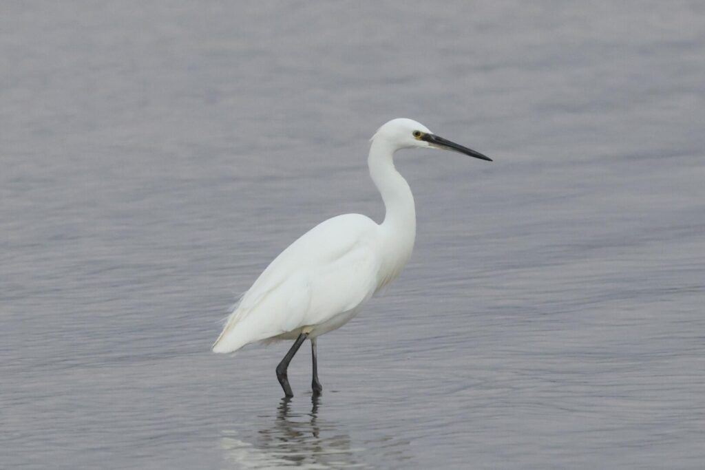 Little Egret