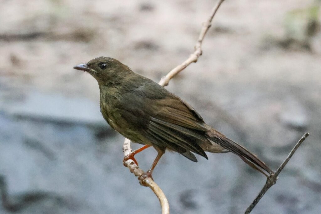 Little Greenbul