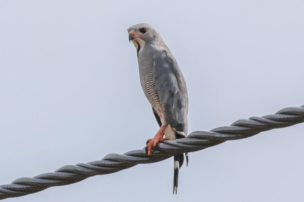 Lizard Buzzard