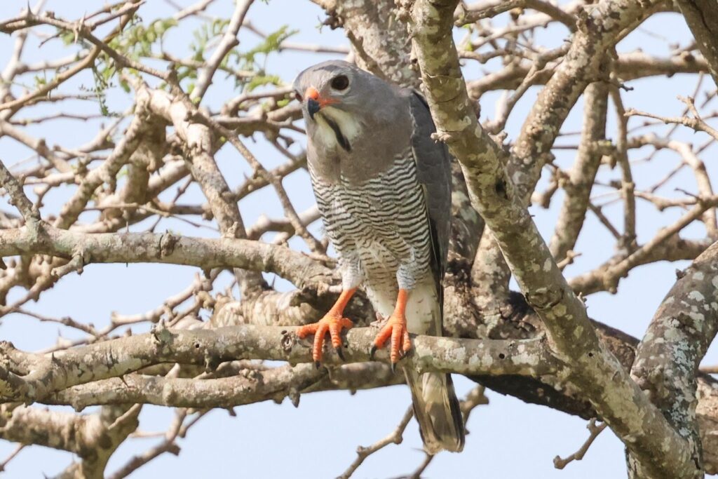 Lizard Buzzard