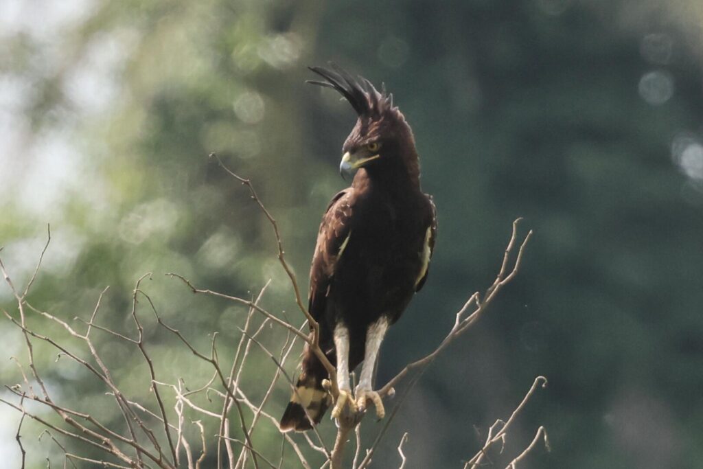 Long-crested Eagle