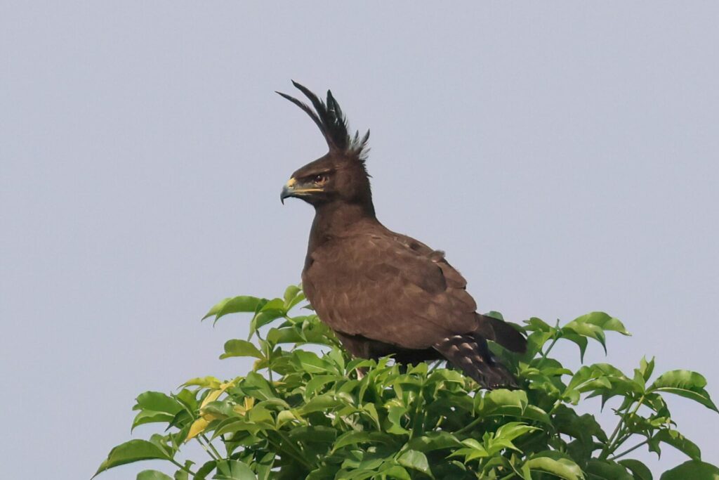 Long-crested Eagle