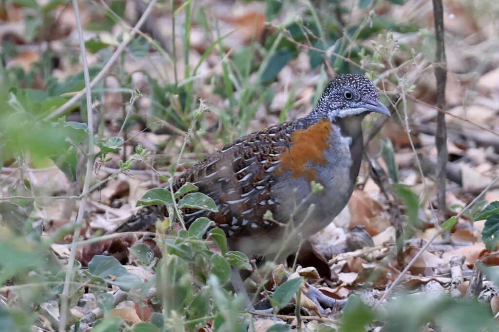 Madagascar Buttonquail