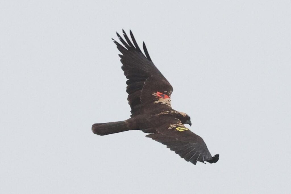 Marsh Harrier