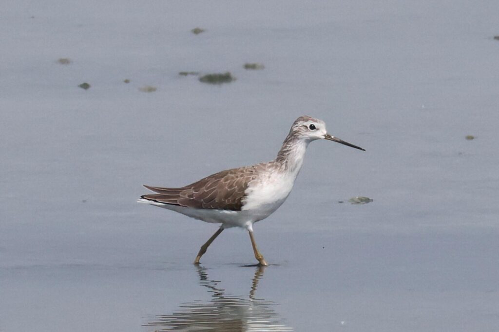 Marsh Sandpiper