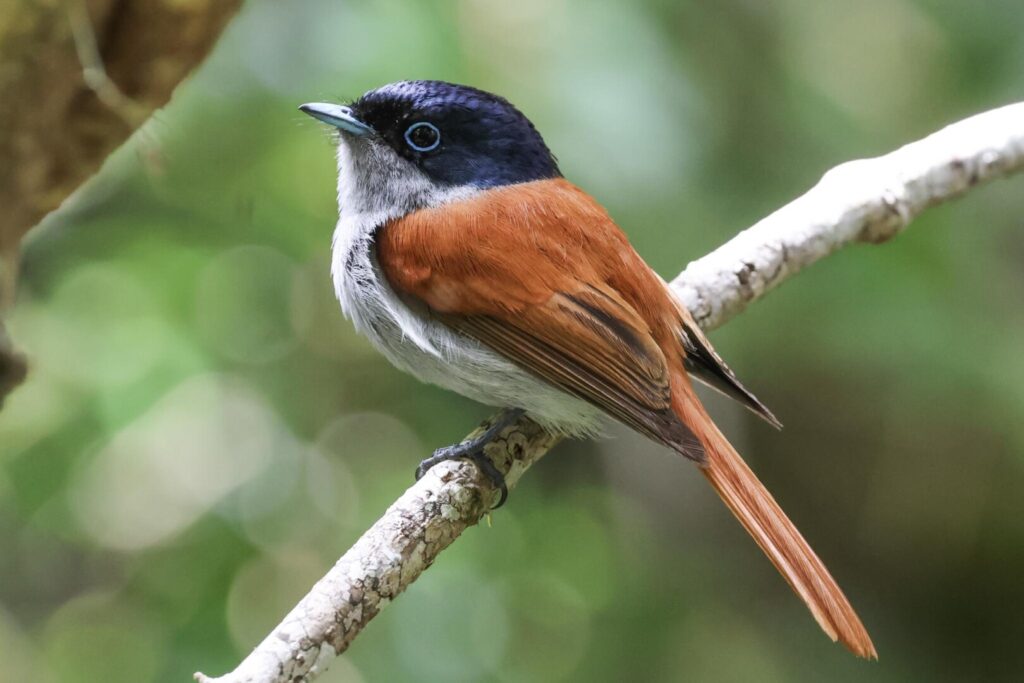 Mascarene Paradise Flycatcher