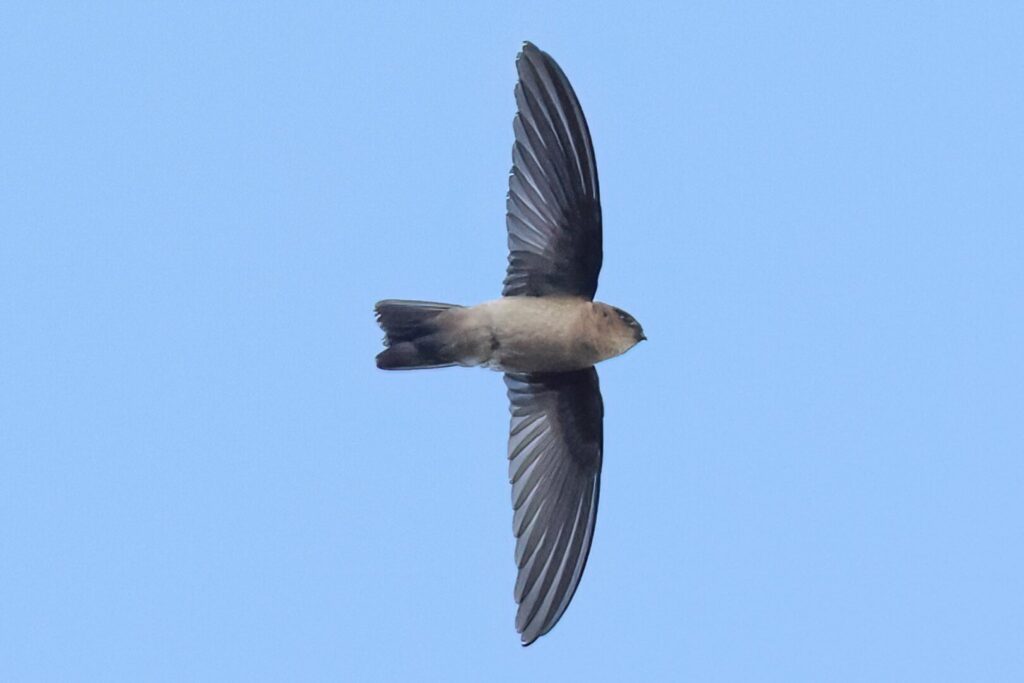 Mascarene Swiftlet