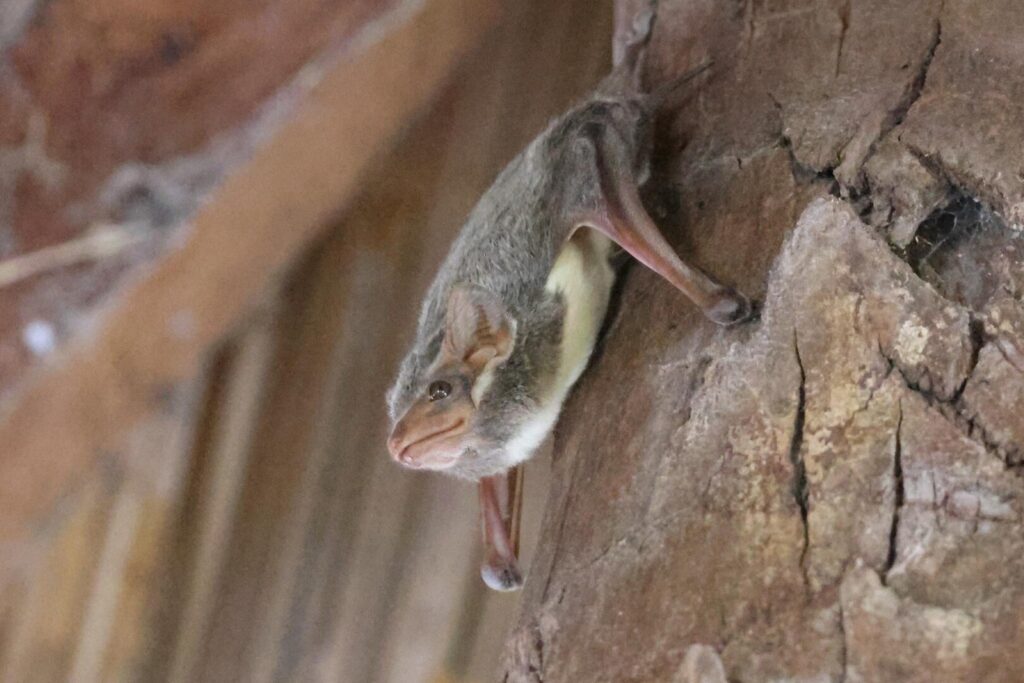 Mauritian Tomb Bat