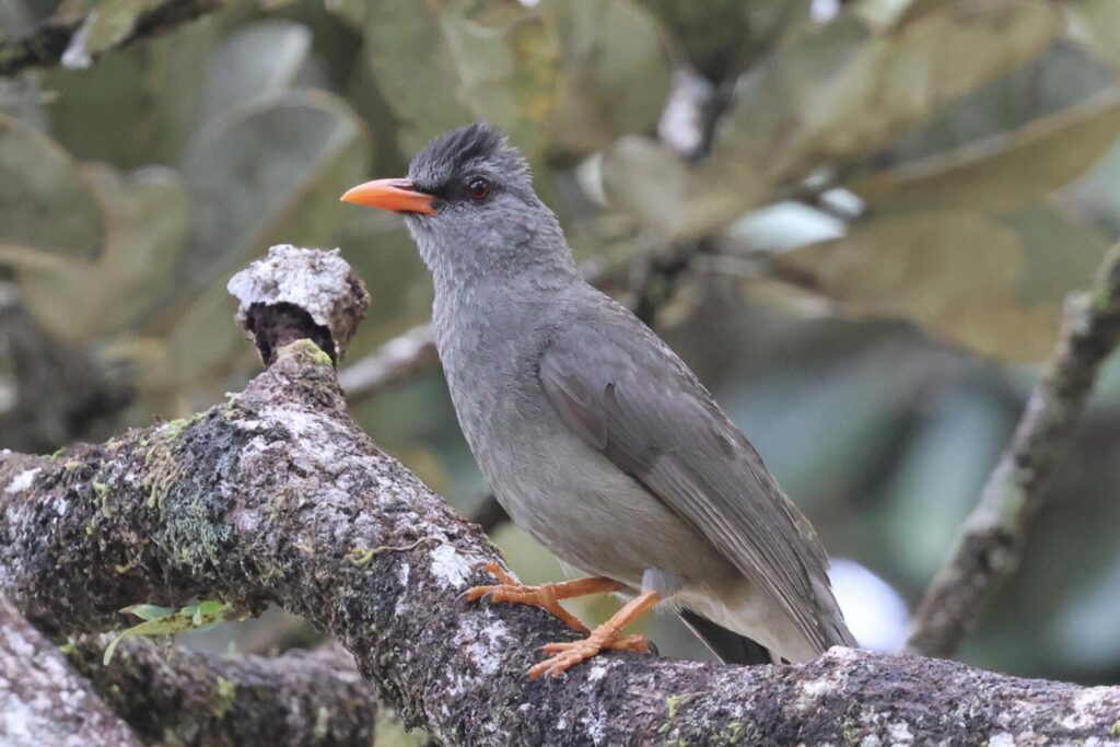 Mauritius Bulbul