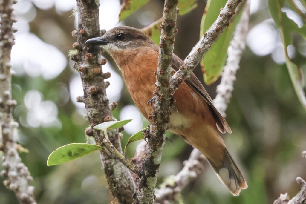 Mauritius Cuckooshrike female