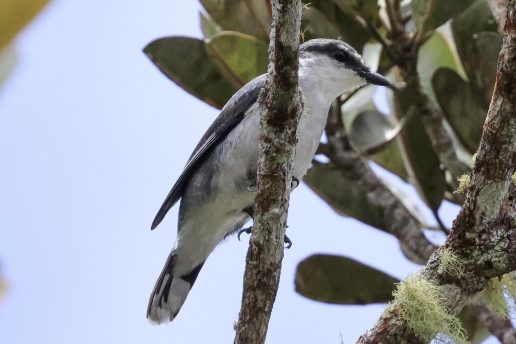 Mauritius Cuckooshrike male