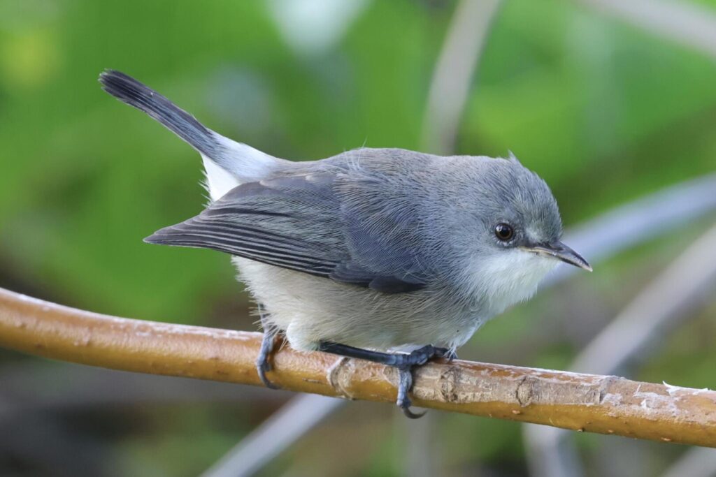 Mauritius Grey White-eye