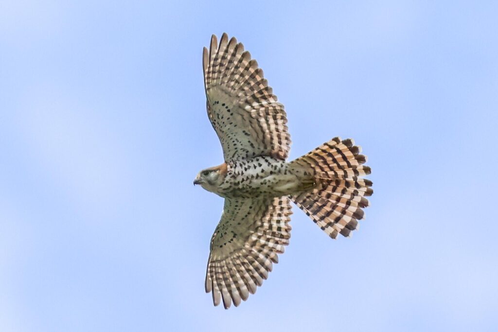 Mauritius Kestrel