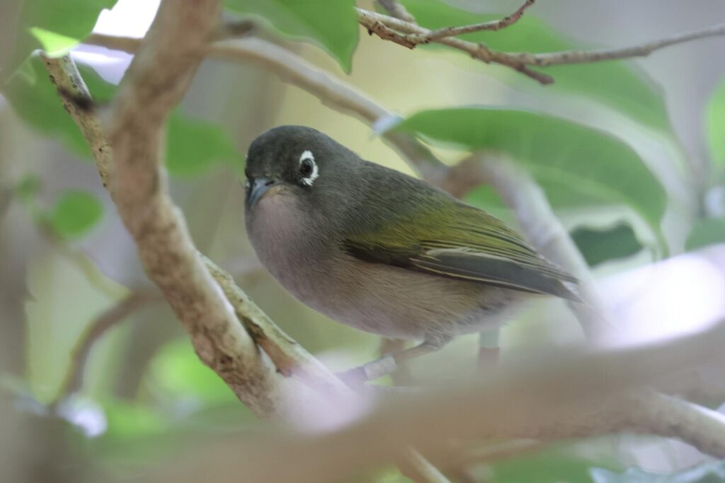 Mauritius Olive White-eye