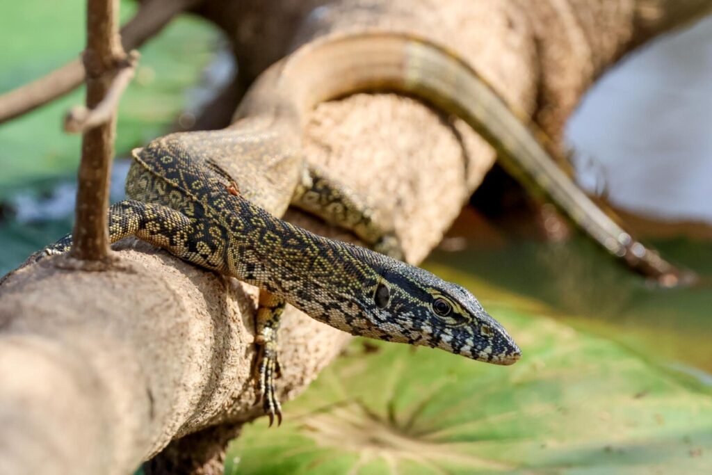 Nile Monitor