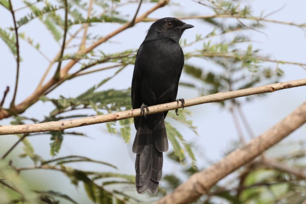 Northern Black Flycatcher