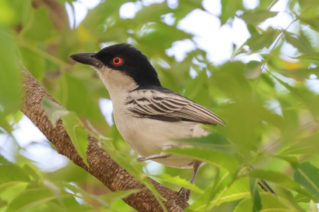 Northern Puffback