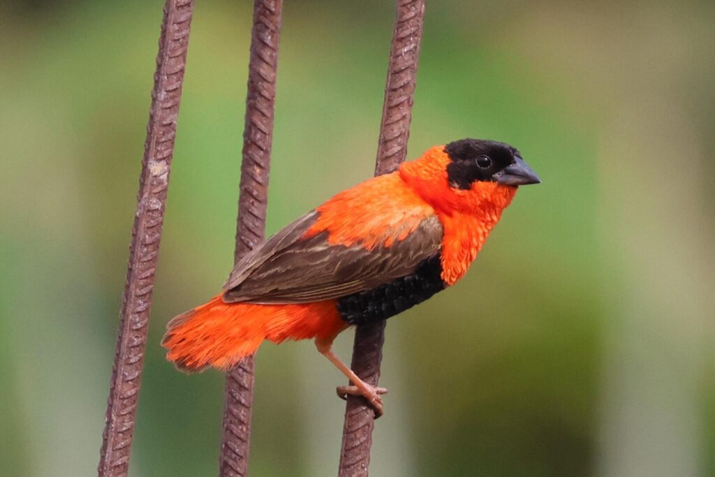 Northern Red Bishop