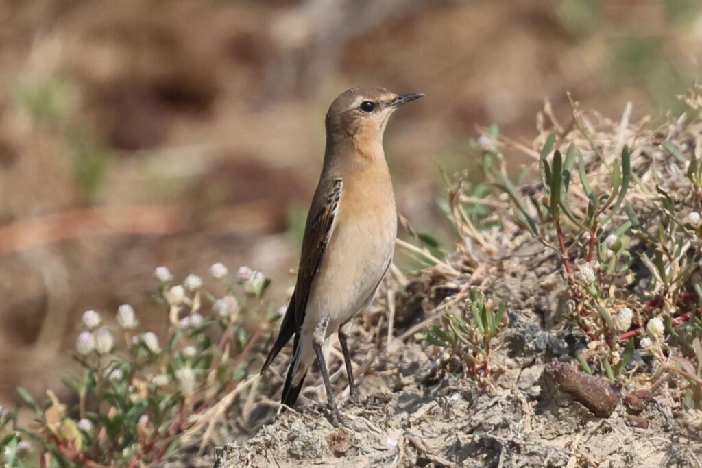 Northern Wheatear