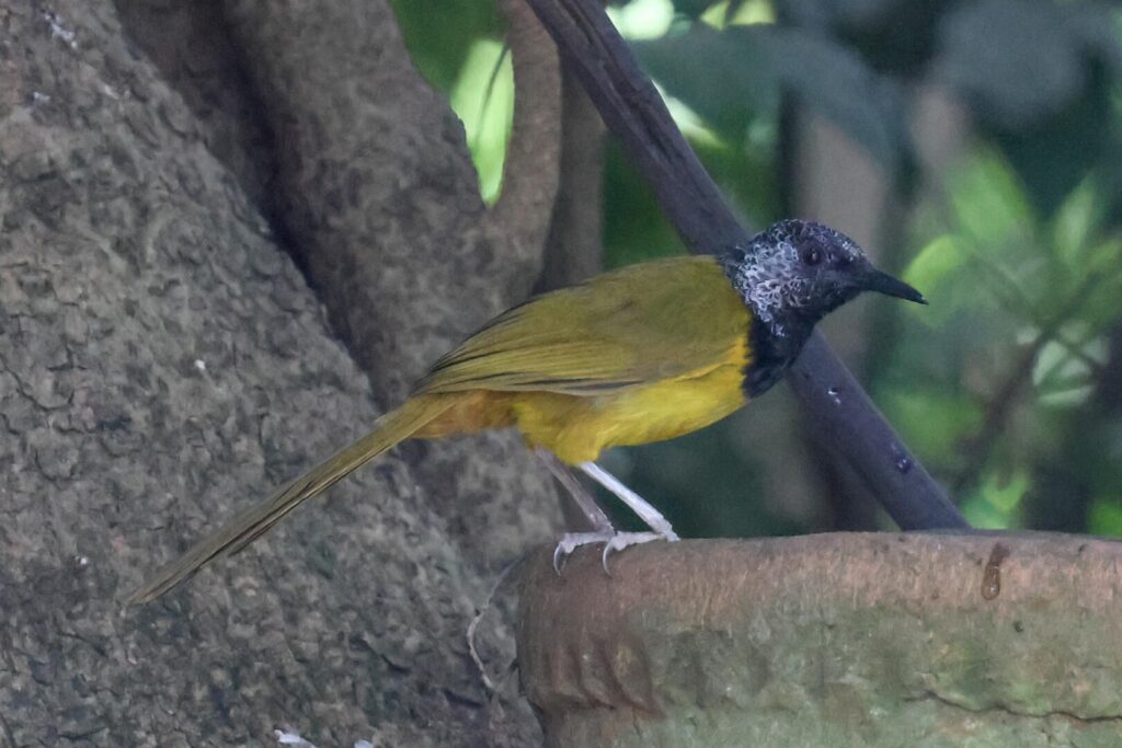 Oriole Warbler