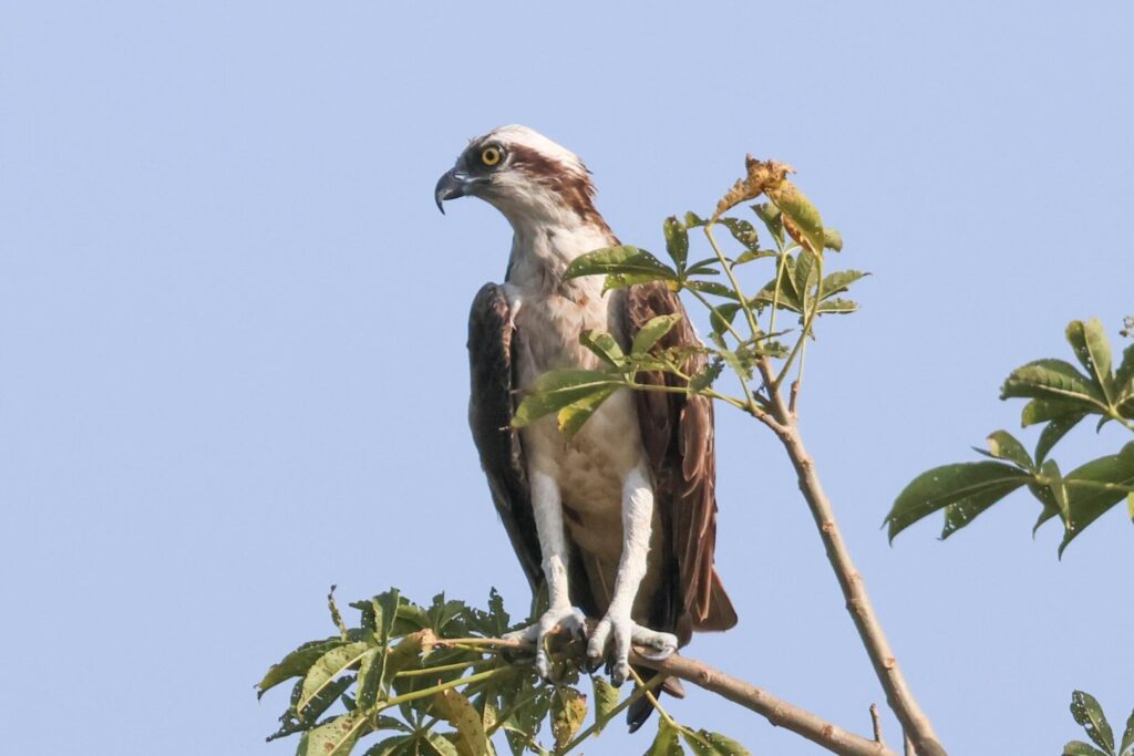 Osprey