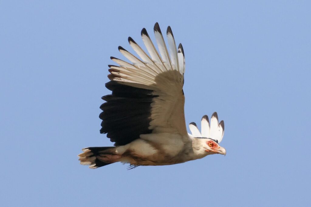 Palm-nut Vulture