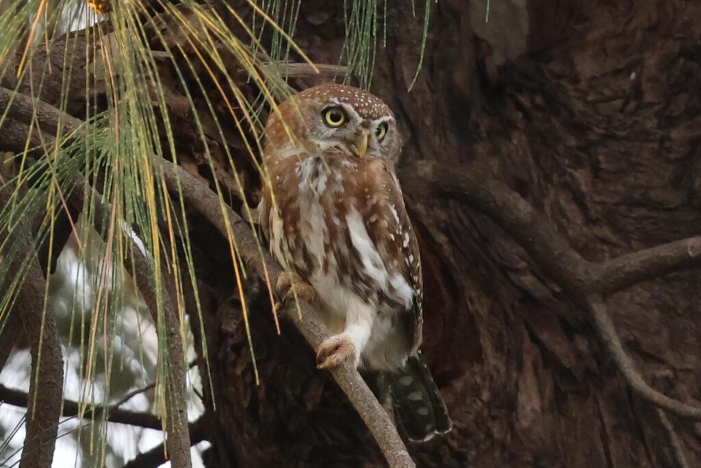 Pearl-spotted Owlet