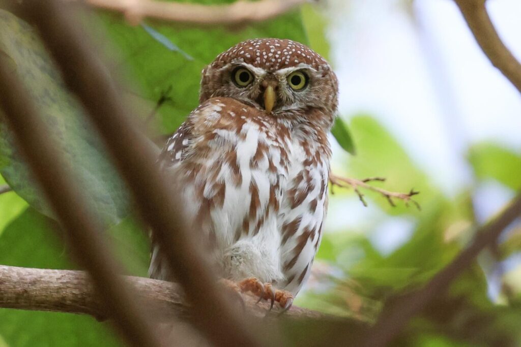 Pearl-spotted Owlet