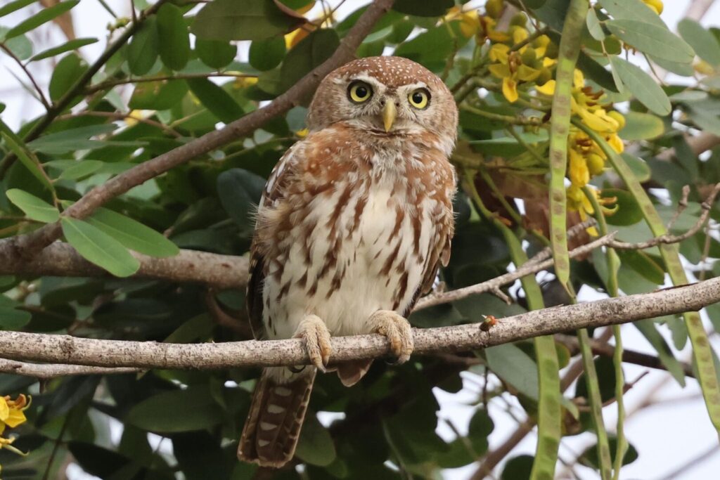 Pearl-spotted Owlet