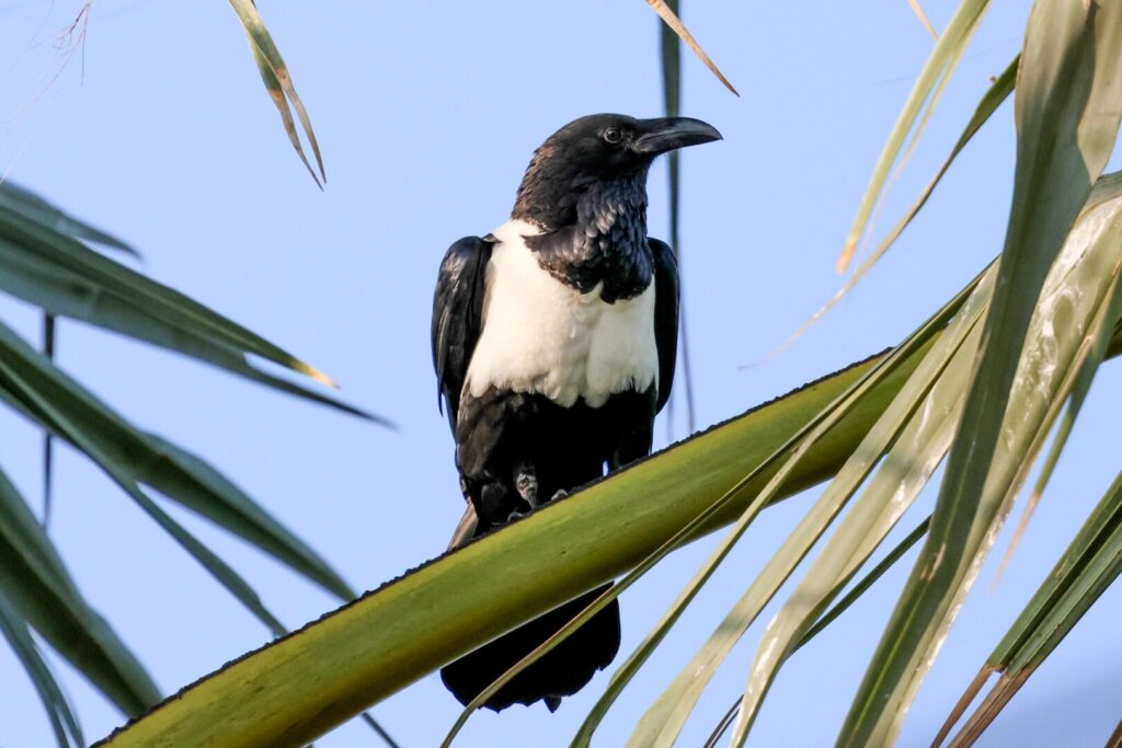 Pied Crow