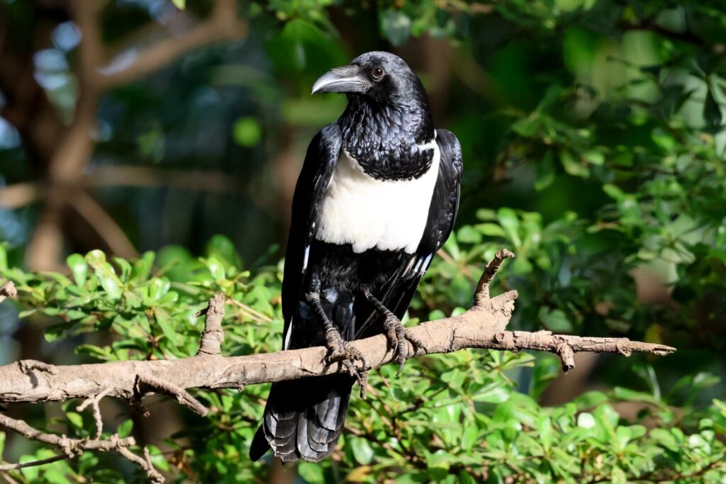 Pied Crow 