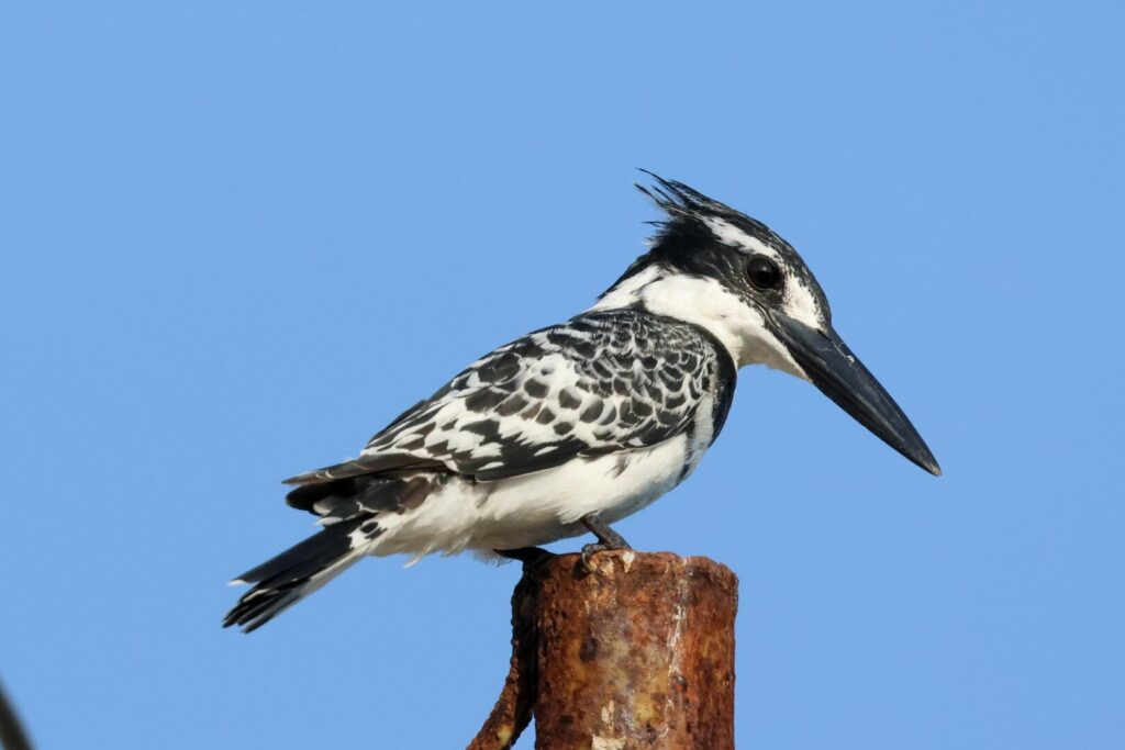 Pied Kingfisher