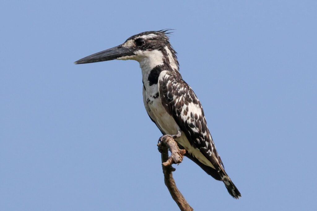 Pied Kingfisher