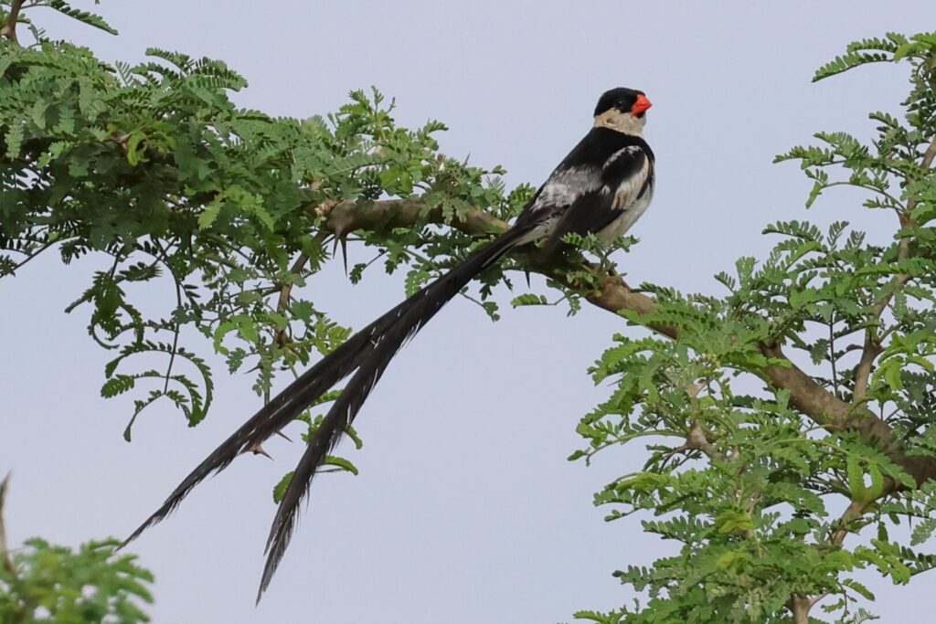 Pin-tailed Whydah