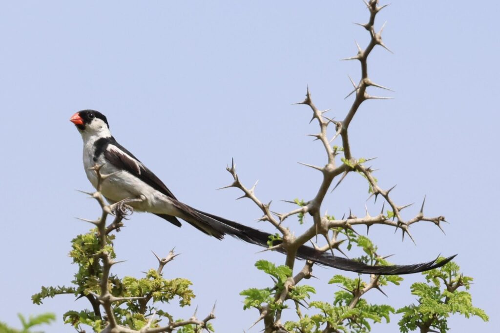 Pin-tailed Whydah