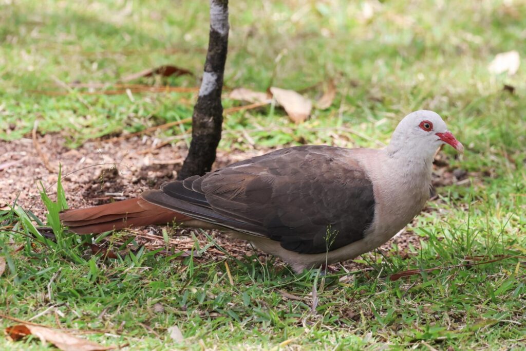 Pink Pigeon