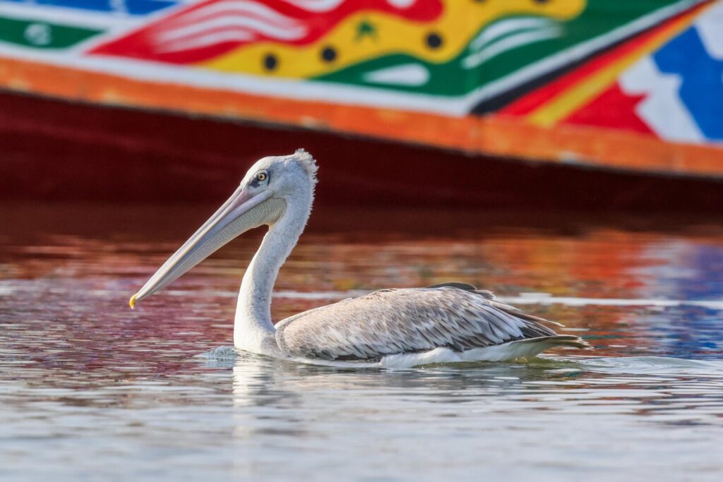 Pink-backed Pelican