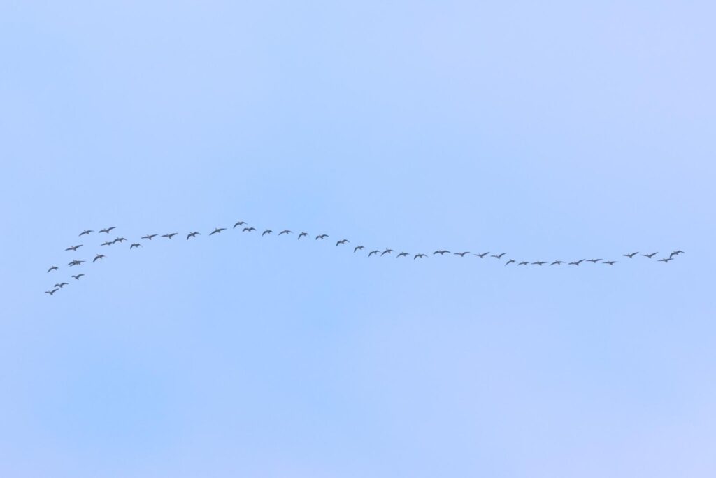 Pink-footed Geese