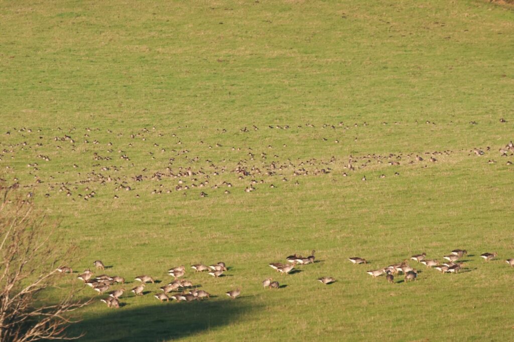 Pink-footed Geese