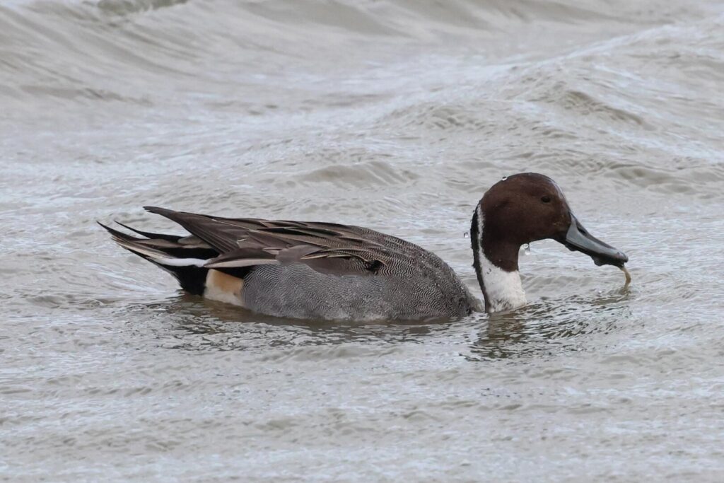 Pintail