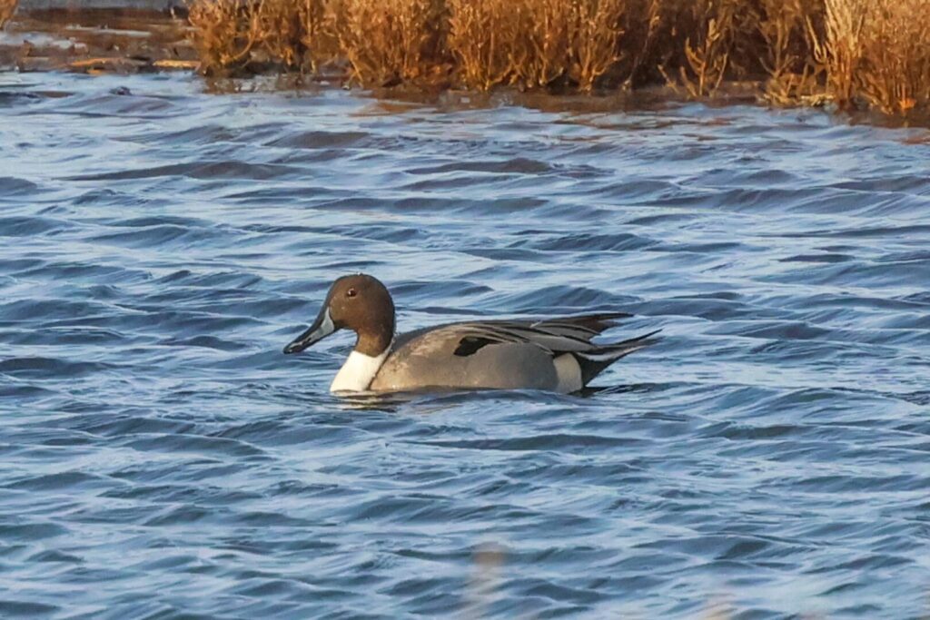 Pintail