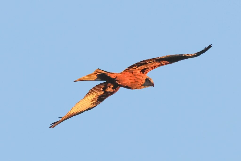 Red Kite