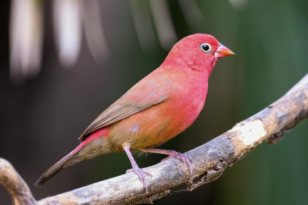 Red-billed Firefinch