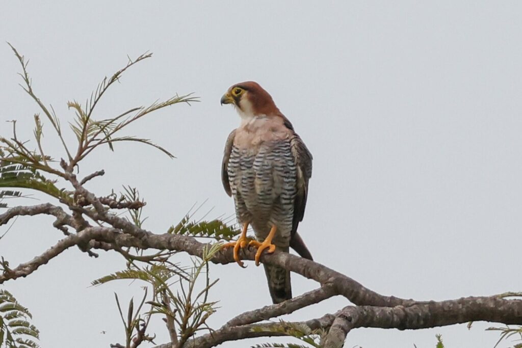 Red-necked Falcon