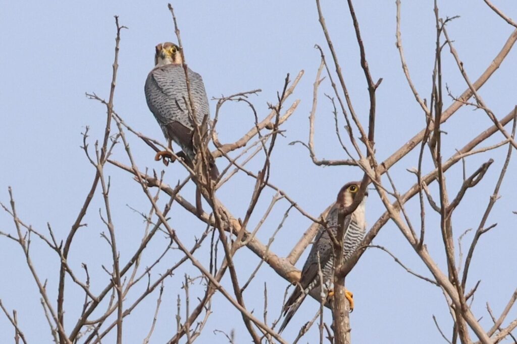 Red-necked Falcons