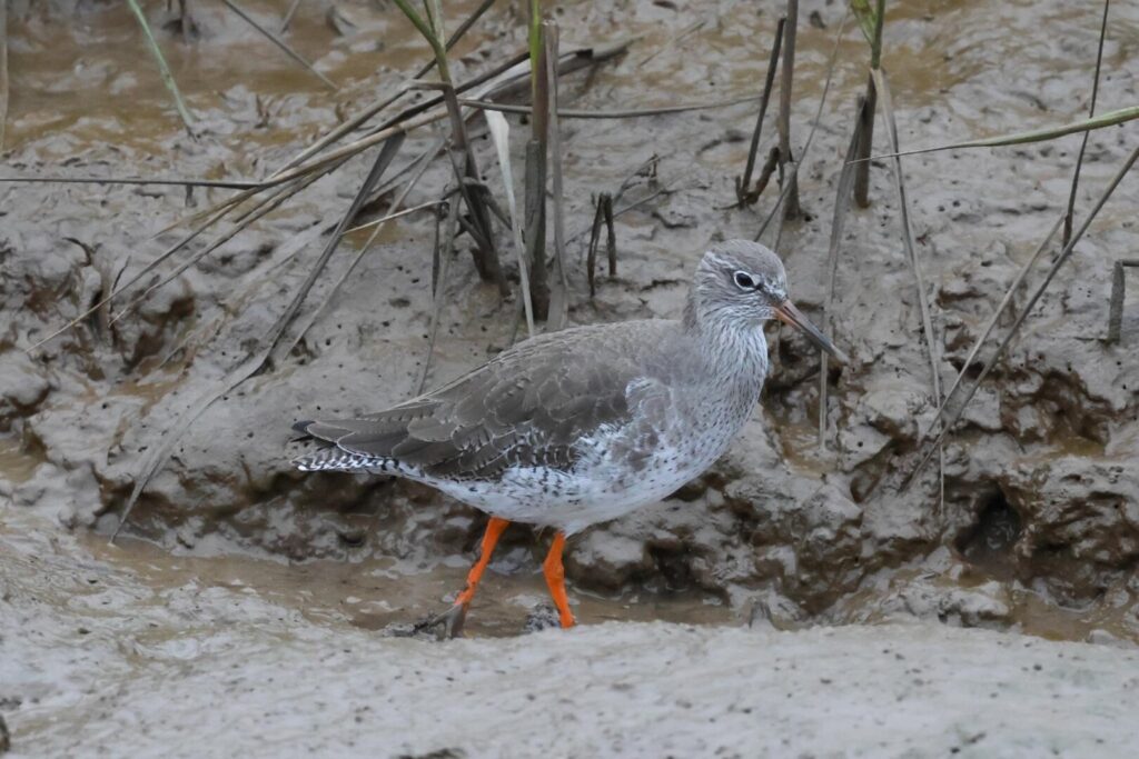 Redshank