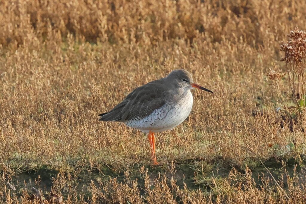 Redshank